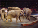 Слоны в Цирке