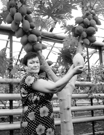 Для работницы наровчатского лимонария Мадины Галямеевой выращивать заморские бананы и папайю не сложнее, чем картошку