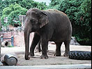 Слон и Росприроднадзор
