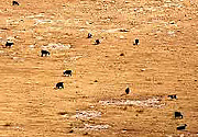 Пустыня, фото взято с сайта http://www.travellerstar.com
