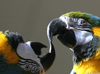 Попугаи (фото взято с сайта popugai.org.ua)