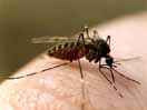 Эссе о комарах