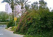 Тель-Авив, фото взято с сайта http://www.sunwaytours.ru